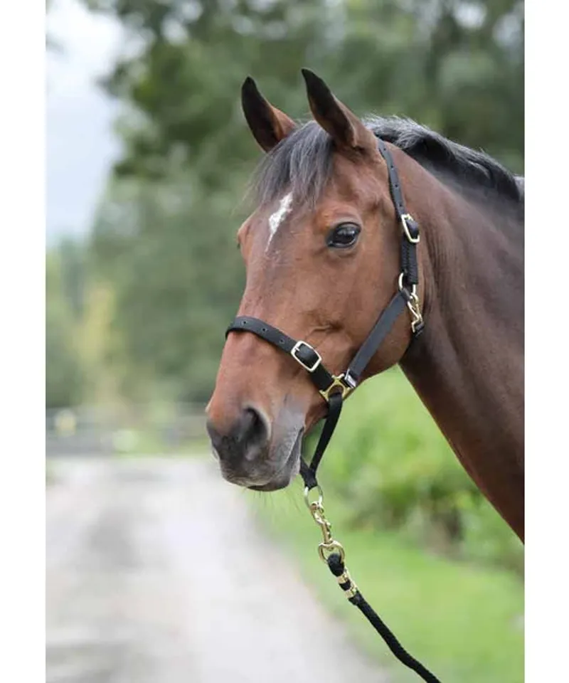 Shires Control Headcollar in Black